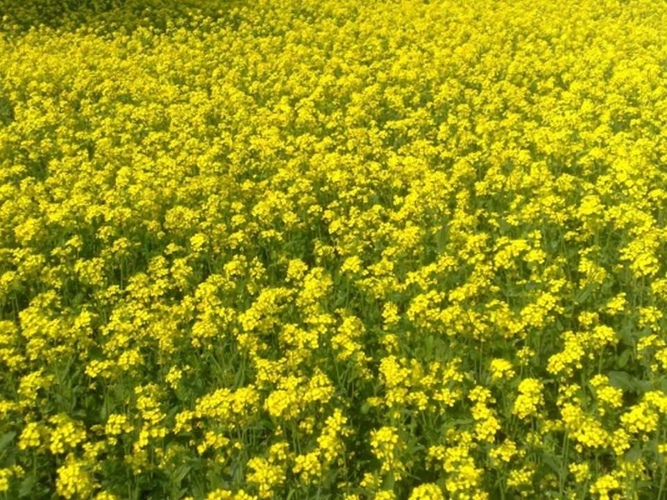 Complete Daily Banking Digest - 24 March 2024 4 Mustard Crop